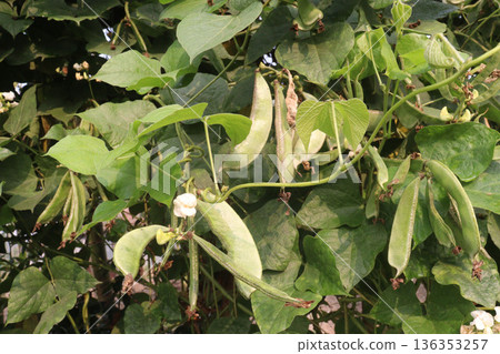 Edamame on plant in farm for harvest are cash crops 136353257
