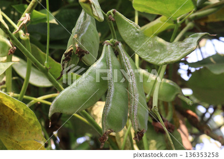 Edamame on plant in farm for harvest are cash crops 136353258