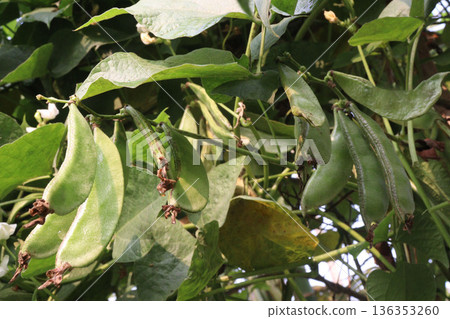 Edamame on plant in farm for harvest are cash crops 136353260
