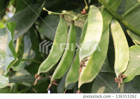 Edamame on plant in farm for harvest are cash crops Edamame on plant in farm for harvest are cash crops 136353262
