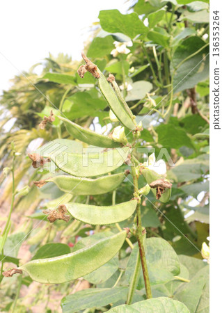 Edamame on plant in farm for harvest are cash crops Edamame on plant in farm for harvest are cash crops 136353264