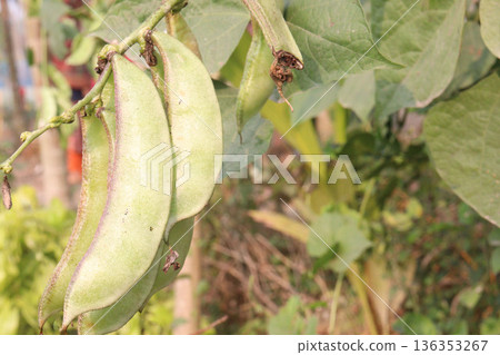 Edamame on plant in farm for harvest are cash crops 136353267