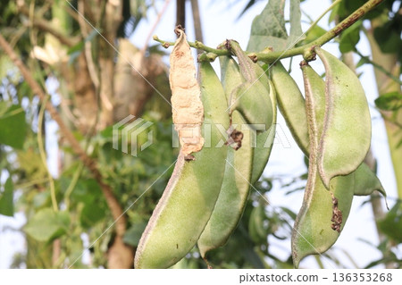 Edamame on plant in farm for harvest are cash crops 136353268