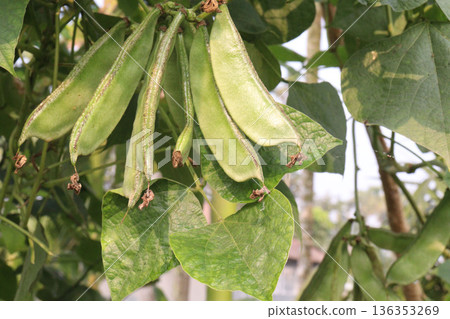 Edamame on plant in farm for harvest are cash crops 136353269