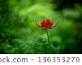 希根花開在森林裡 136353270
