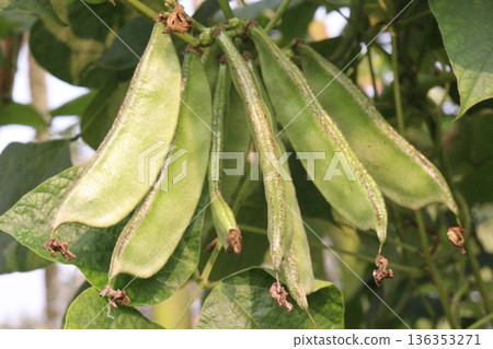 Edamame on plant in farm for harvest are cash crops 136353271