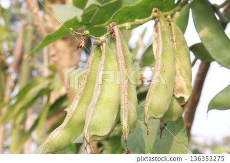 Edamame on plant in farm for harvest are cash crops 136353275