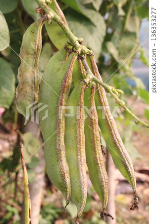 Edamame on plant in farm for harvest are cash crops 136353277
