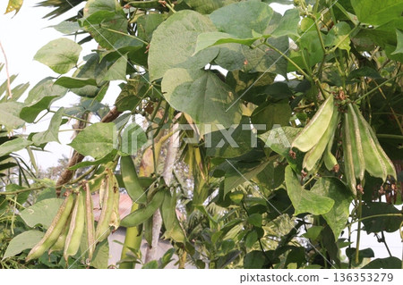 Edamame on plant in farm for harvest are cash crops 136353279