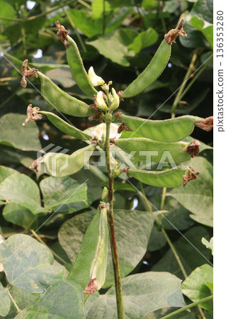 Edamame on plant in farm for harvest are cash crops 136353280