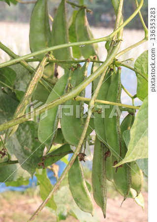 Edamame on plant in farm for harvest are cash crops Edamame on plant in farm for harvest are cash crops 136353283
