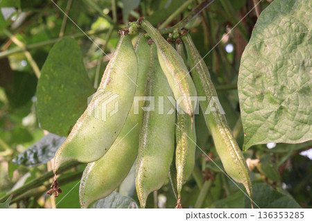 Edamame on plant in farm for harvest are cash crops 136353285