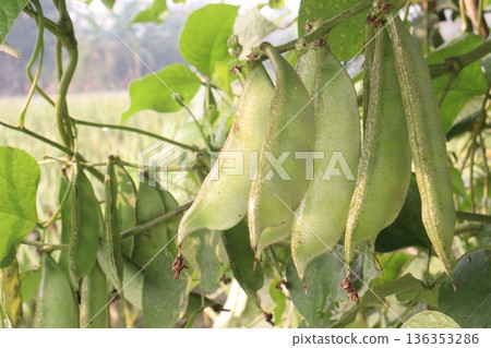Edamame on plant in farm for harvest are cash crops Edamame on plant in farm for harvest are cash crops 136353286