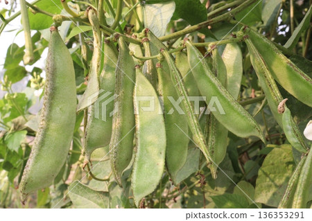 Edamame on plant in farm for harvest are cash crops Edamame on plant in farm for harvest are cash crops 136353291