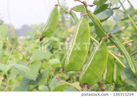 Edamame on plant in farm for harvest are cash crops Edamame on plant in farm for harvest are cash crops 136353294