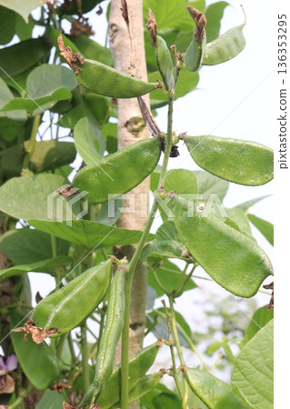 Edamame on plant in farm for harvest are cash crops Edamame on plant in farm for harvest are cash crops 136353295