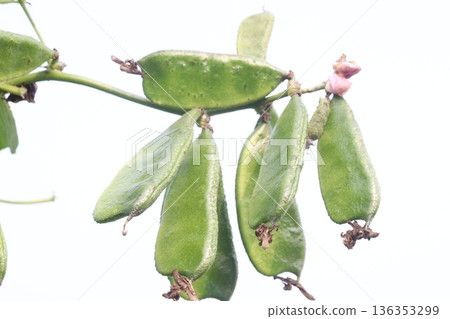 Edamame on plant in farm for harvest are cash crops Edamame on plant in farm for harvest are cash crops 136353299