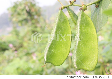 Edamame on plant in farm for harvest are cash crops Edamame on plant in farm for harvest are cash crops 136353301