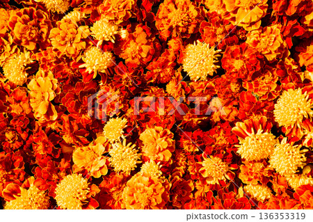 Marigold flowers, calendula floral. Wedding decor, Diwali, Mexican Day of Dead Marigold flowers, calendula floral. Wedding decor, Diwali, Mexican Day of Dead 136353319