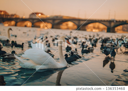 Swans and ducks on Vltava River with Prague bridges in background 136353468