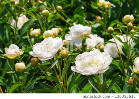 Blooming white peony flowers in sunny garden with green leaves and natural plant background 136353615