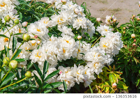 Blooming white peony flowers in sunny garden with green leaves and natural plant background Blooming white peony flowers in sunny garden with green leaves and natural plant background 136353616