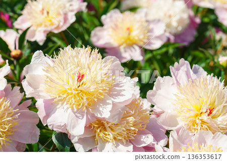 Blooming white peony flowers in sunny garden with green leaves and natural plant background 136353617