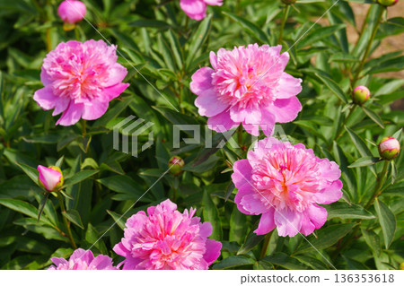 Blooming pink peony flowers in sunny garden with green leaves and natural plant background 136353618
