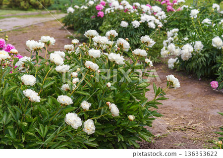 Blooming white peony flowers in sunny garden with green leaves and natural plant background Blooming white peony flowers in sunny garden with green leaves and natural plant background 136353622