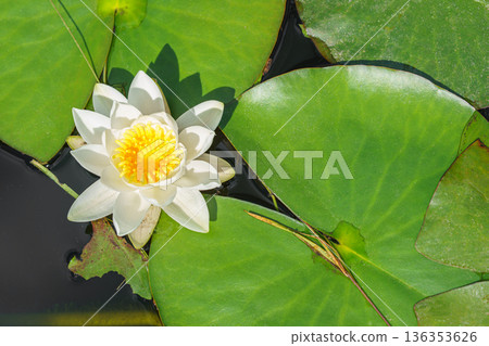 Aquatic plant, white water lily, Nymphaea alba floating on green leaves in natural pond water Aquatic plant, white water lily, Nymphaea alba floating on green leaves in natural pond water 136353626