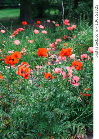 Field of bright papaver oriental, red poppy flowers blooming on green summer meadow background 136353628