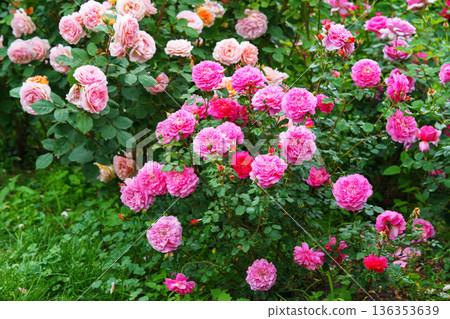 Bush of soft pink rose flowers blooming in garden with green leaves and natural background 136353639