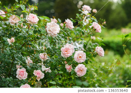Bush of soft pink rose flowers blooming in garden with green leaves and natural background Bush of soft pink rose flowers blooming in garden with green leaves and natural background 136353640