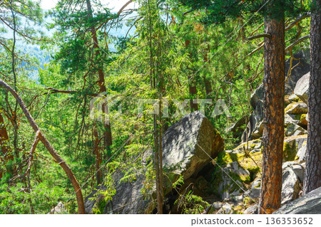 Massive mossy stone in a green pine forest on a sunny summer day in the Carpathian Mountains Massive mossy stone in a green pine forest on a sunny summer day in the Carpathian Mountains 136353652