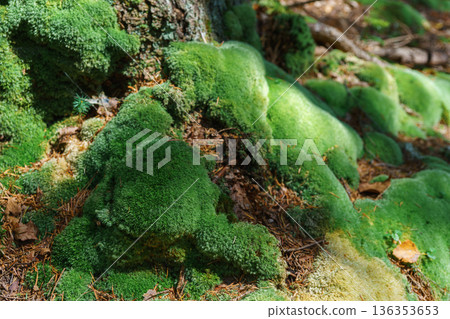 Green forest moss on tree roots in sunlight, natural woodland texture background 136353653