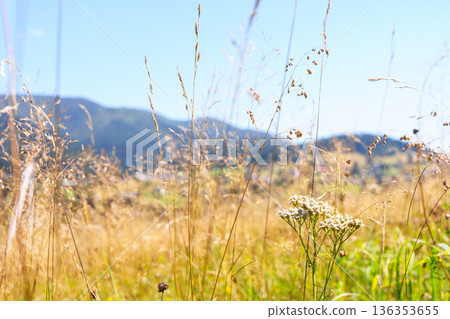 Wild mountain meadow with dry grass, herb and flowers on sunny summer day, nature landscape Wild mountain meadow with dry grass, herb and flowers on sunny summer day, nature landscape 136353655