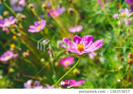 Macro, close up of pink cosmos flower with soft bokeh background in green summer garden background Macro, close up of pink cosmos flower with soft bokeh background in green summer garden background 136353657