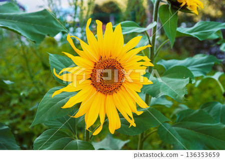 Bright blooming sunflower flowe in natural landscape with green blurred background Bright blooming sunflower flowe in natural landscape with green blurred background 136353659