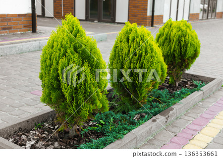 Decorative green shrubs in urban landscape design on street, decorative greenery for flower bed Decorative green shrubs in urban landscape design on street, decorative greenery for flower bed 136353661