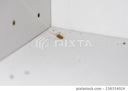 Dead brown cockroach lying upside down on a dusty white shelf, representing unhygienic conditions and the need for domestic pest control Dead brown cockroach lying upside down on a dusty white shelf, representing unhygienic conditions and the need for domestic pest control 136354024