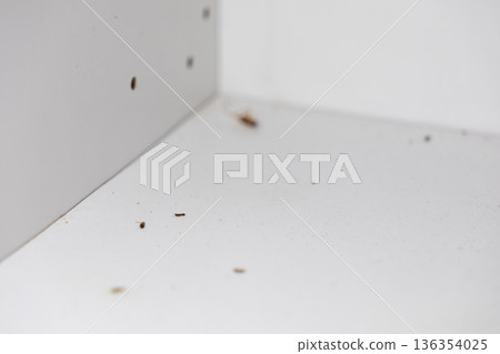 Unsanitary white shelf corner shows small brown insect droppings and blurry pest, depicting poor hygiene, infestation, and urgent need for control 136354025
