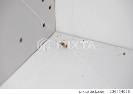 A dead brown cockroach lies upside down on a filthy, dusty white kitchen cabinet shelf, highlighting serious household pest problems and hygiene concerns A dead brown cockroach lies upside down on a filthy, dusty white kitchen cabinet shelf, highlighting serious household pest problems and hygiene concerns 136354026