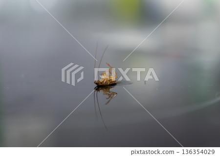 Dead brown cockroach lying on its back on a dark reflective surface, symbolizing unhygienic conditions and urgent pest control needs in a domestic urban environment Dead brown cockroach lying on its back on a dark reflective surface, symbolizing unhygienic conditions and urgent pest control needs in a domestic urban environment 136354029