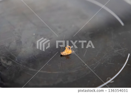 Dead cockroach lying upside down on a dirty black electric stove top, representing a severe pest control problem and poor household hygiene Dead cockroach lying upside down on a dirty black electric stove top, representing a severe pest control problem and poor household hygiene 136354031