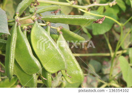 Edamame on plant in farm for harvest are cash crops 136354102