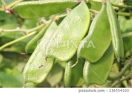 Edamame on plant in farm for harvest are cash crops 136354103