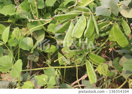 Edamame on plant in farm for harvest are cash crops Edamame on plant in farm for harvest are cash crops 136354104