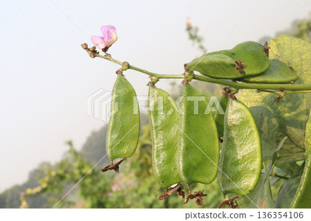 Edamame on plant in farm for harvest are cash crops 136354106