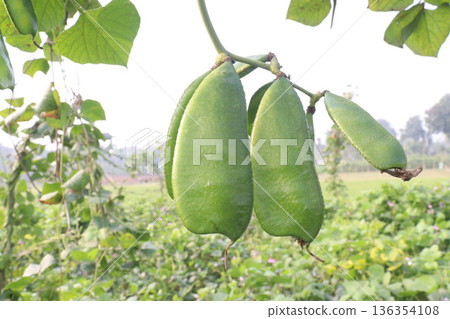 Edamame on plant in farm for harvest are cash crops Edamame on plant in farm for harvest are cash crops 136354108