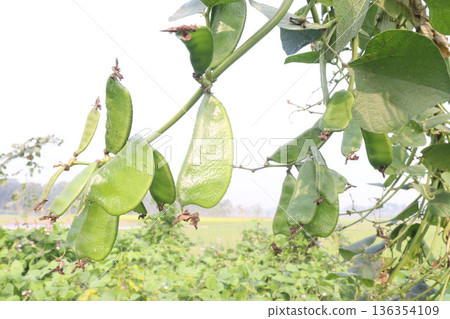 Edamame on plant in farm for harvest are cash crops Edamame on plant in farm for harvest are cash crops 136354109